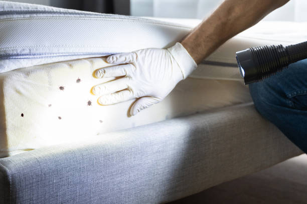 Best Affordable Pest Control Services  in Little Rock, AR